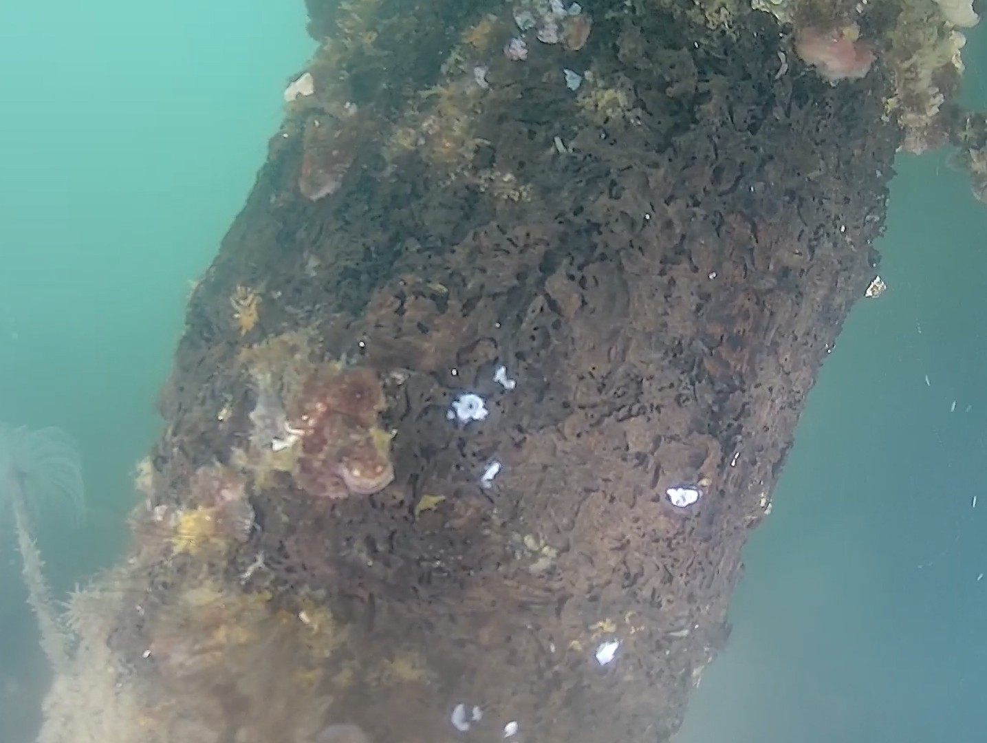 Exposed pile inspection surface after targeted ROV cleaning at minus 2 metres
