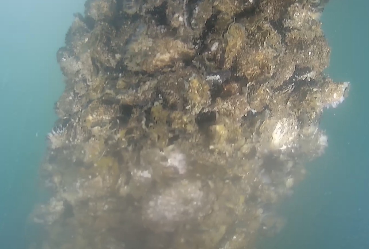 Pile covered in marine growth before targeted ROV cleaning